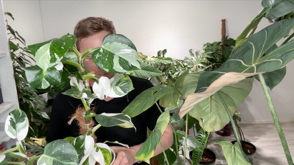 Philodendron White Wizard