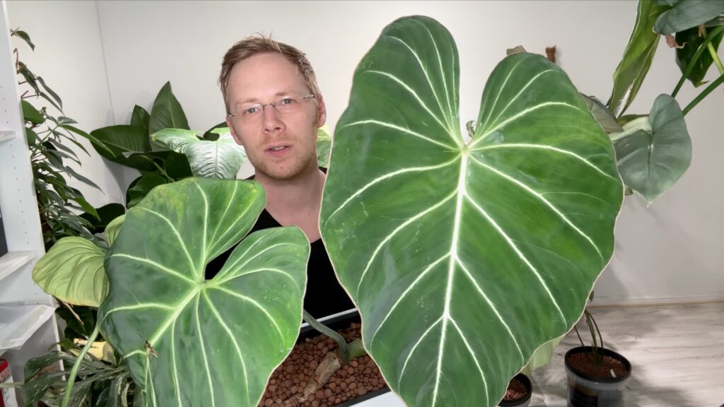 Philodendron Gloriosum