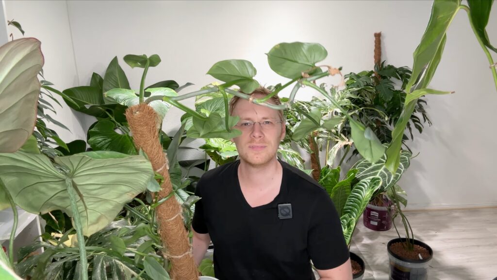 Philodendron Silver Sword