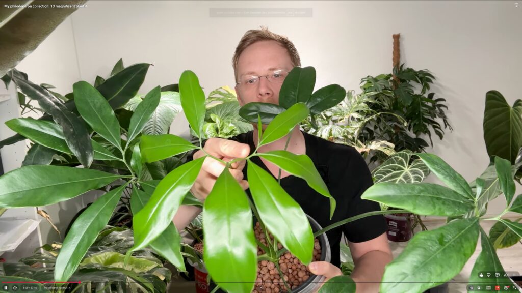 Philodendron Fun Bun