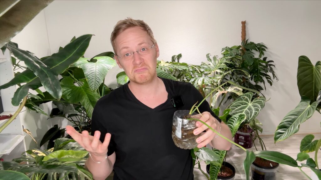 Philodendron Spiritus Sancti